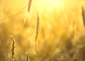 Agroecology