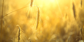 Agroecology