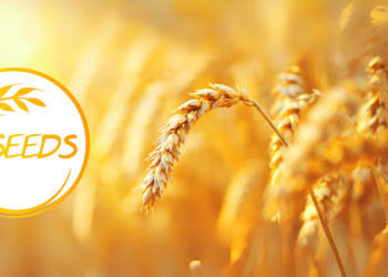Publicity photo: SEEDS project
