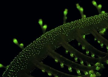 BIOPYRANIA