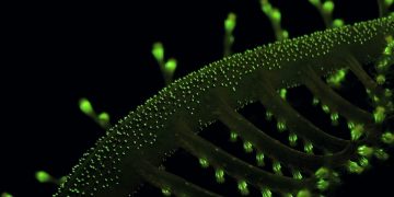 BIOPYRANIA
